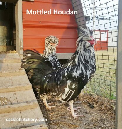 Mottled Houdan Chicken