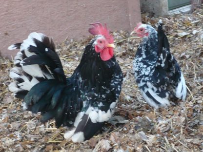 Mottled Japanese Bantams