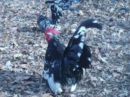 Mottled Japanese Bantam Chick