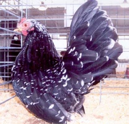 Mottled Japanese Bantam Hen