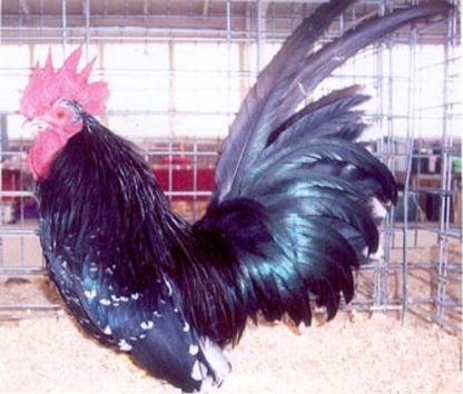 Mottled Japanese Bantam