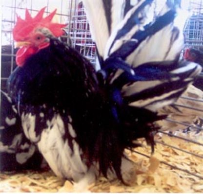 Mottled Japanese Bantam