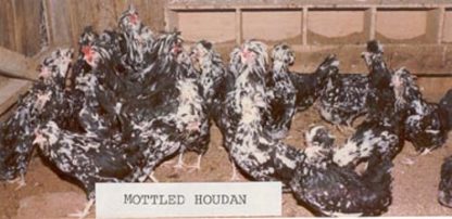 Mottled Houdan Chickens