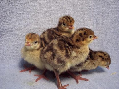 Day Old Narragansett Turkey Poults