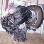 Narragansett Turkey Gobbler