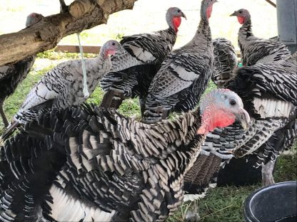Narranansett turkeys Rod Belzer Winigan Farms