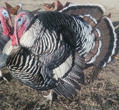 Narragansett Turkey Sara Sommerville