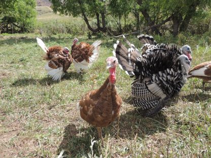 Narrangansett and Bourbons Rare Turkey American Highlands Ranch, CO