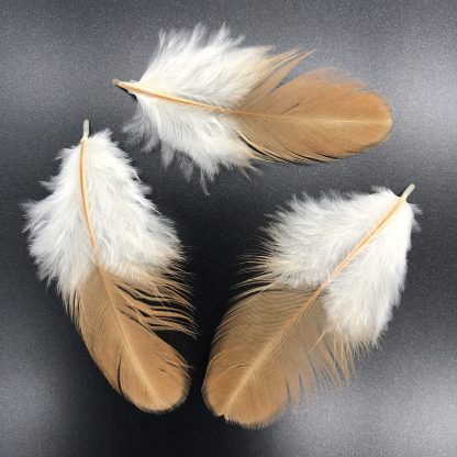New Hampshire Feathers