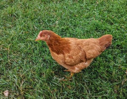 new hampshire chicken