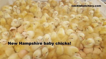 New Hampshire Chicks
