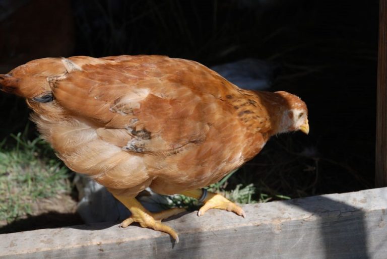 New Hampshire Chicken