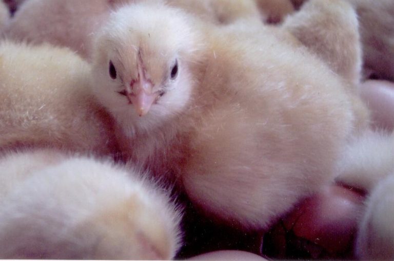 New Hampshire Red Baby Chickens for Sale Cackle Hatchery®