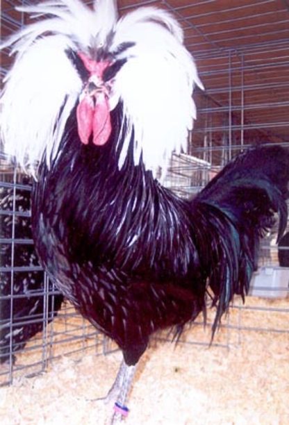 White Crested Black Polish Chicken