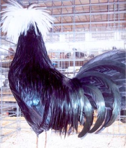 White Crested Black Polish Chicken