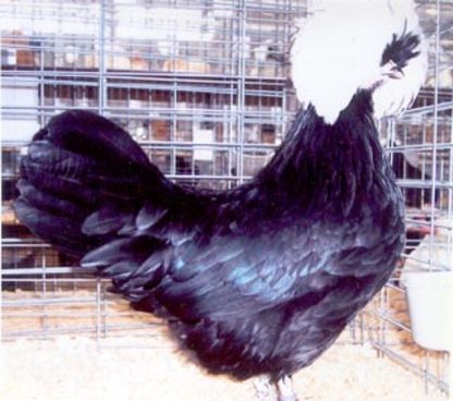 White Crested Black Polish Chicken