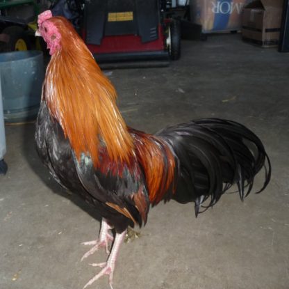 Wheaten Cubalaya Bantam Rooster Chicken