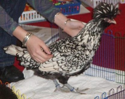 Silver Laced Polish Chicken
