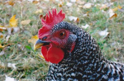 Barred Plymouth Rock Standard Pullet Chicken