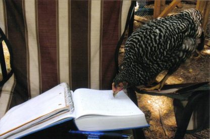 Last May I got some Barred Rocks, White Rocks, White Leghorns and Red-Sex Links, and Rhode Island Reds from Cackle. When the weather is nice I like to sit outside with them and watch them while I study. They’re Great Classmates!! Julia, Rockbridge, MO.