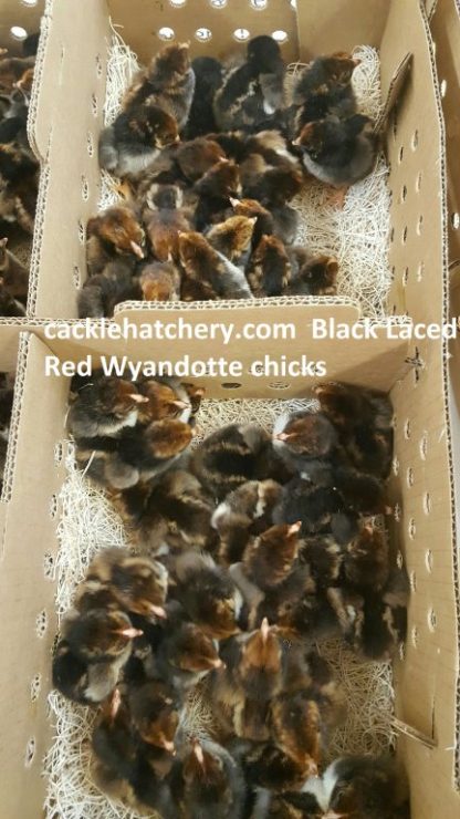 Black Laced Red Wyandotte Chicks