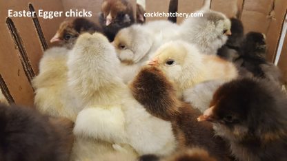 Easter Egg Chicks