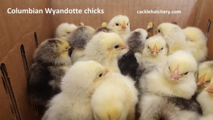 Day Old Columbian Wyandotte Chick
