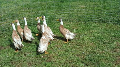 Fawn and White Runner Ducks