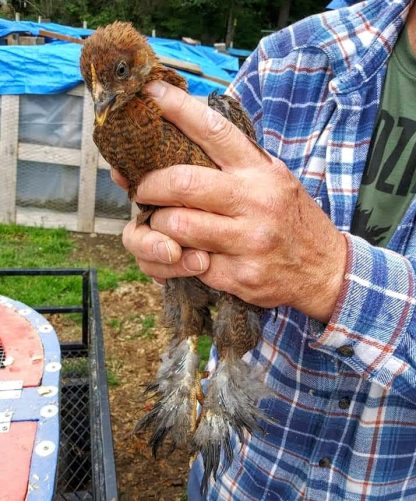 Partridge Cochin Standard Chicken