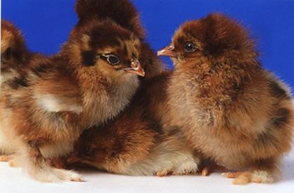Partridge Cochin Standard Chicks