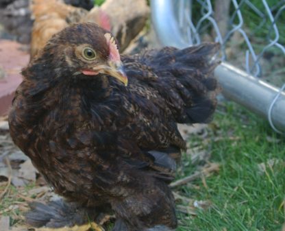 Partridge Cochin Bantam Chicken