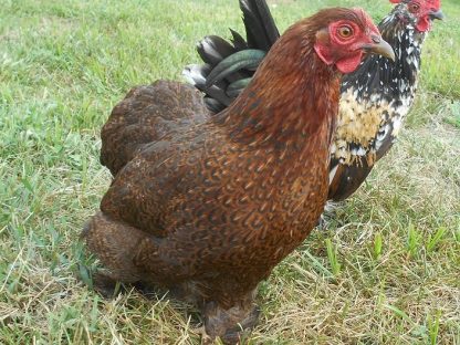 Partridge Cochin Bantam Chicken