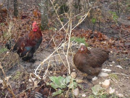 Pair of Partridge Cochin Bantam Chicken Breed