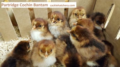 Partridge Wyandotte Bantam-5741