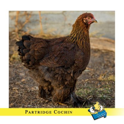 Partridge Cochin Standard Chicken