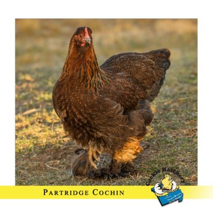 Partridge Cochin Standard Chicken