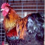 Partridge Cochin Standard Chicken Rooster