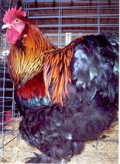 Partridge Cochin Standard Chicken Rooster