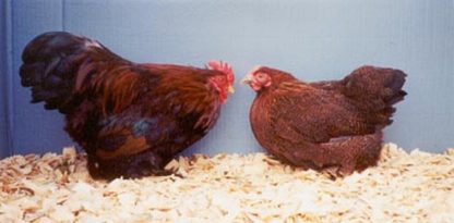 Partridge Cochin Bantam Chickens