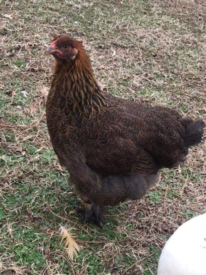 Partridge Cochin