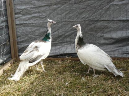 India Blue Silver Pied