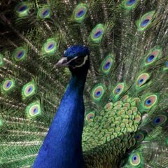 India Blue Peafowl