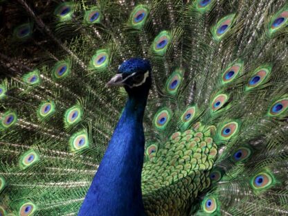 India Blue Peafowl