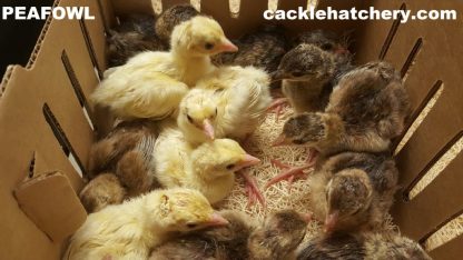 Peafowl Chicks