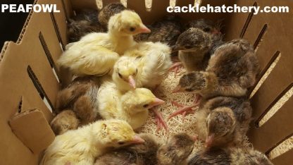 Peafowl Chicks