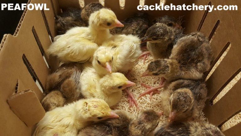 Peafowl Chicks
