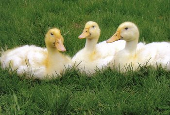 Thank you Cackle Hatchery®® for our trio of White Pekin Ducks, they do everything together. Anne Marie, Paxico, KS