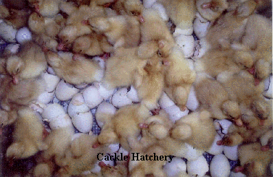 Just hatched White Pekin ducklings