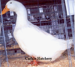 White Pekin Duck Hen