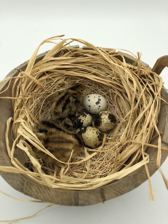 Pharaoh Coturnix Quail - Image 14